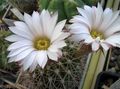 bijela Sobne biljke Acanthocalycium pustinjski kaktus Foto, uzgajanje i opis, karakteristike i uzgoj