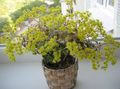 amarelo Plantas de Interior Aichryson suculento foto, cultivo e descrição, características e crescente