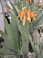 赤 屋内植物 アロエ ジューシーな, Aloe フォト, 栽培 と 説明, 特性 と 成長
