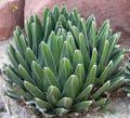 Foto Pflanzen Amerikanische Jahrhundert, Pita, Gespickt Aloe Sukkulenten Beschreibung, Merkmale und wächst
