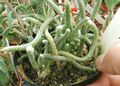 white Indoor Plants Anacampseros succulent Photo, cultivation and description, characteristics and growing
