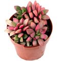 rosa Krukväxter Anacampseros suckulenter Fil, uppodling och beskrivning, egenskaper och odling