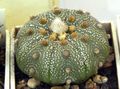 жълт Интериорни растения Astrophytum пустинен кактус снимка, отглеждане и описание, характеристики и култивиране