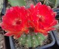 red Indoor Plants Ball Cactus, Notocactus Photo, cultivation and description, characteristics and growing