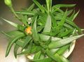 sárga Szobanövények Bergeranthus Schwant nedvdús fénykép, termesztés és leírás, jellemzők és növekvő