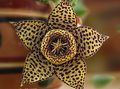 brown Carrion Plant, Starfish Flower, Starfish Cactus succulent, Stapelia Photo, cultivation and description, characteristics and growing