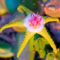 yellow Carrion Plant, Starfish Flower, Starfish Cactus succulent, Stapelia Photo, cultivation and description, characteristics and growing