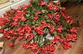 red Indoor Plants Christmas Cactus, Schlumbergera Photo, cultivation and description, characteristics and growing