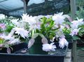 white Indoor Plants Christmas Cactus, Schlumbergera Photo, cultivation and description, characteristics and growing
