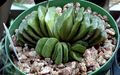 white Clipped Window Plant, Haworthia succulent Photo, cultivation and description, characteristics and growing