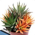 white Clipped Window Plant, Haworthia succulent Photo, cultivation and description, characteristics and growing