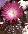 Photo Cob Cactus  description, characteristics and growing