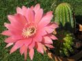 rosa Innendørs Planter Cob Kaktus, Lobivia Bilde, dyrking og beskrivelse, kjennetegn og voksende