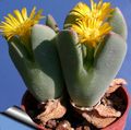 жовтий Кімнатні Рослини Конофітум суккулент, Conophytum Фото, вирощування і опис, характеристика і зростаючий