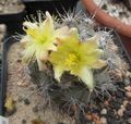 Photo Copiapoa Desert Cactus description, characteristics and growing