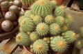 sárga Szobanövények Copiapoa sivatagi kaktusz fénykép, termesztés és leírás, jellemzők és növekvő