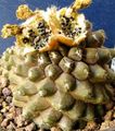 黄 室内植物 Copiapoa 沙漠中的仙人掌 照, 养殖 和 描述, 特点 和 成长