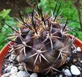 gul Krukväxter Copiapoa ödslig kaktus Fil, uppodling och beskrivning, egenskaper och odling