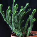 white Indoor Plants Crassula succulent Photo, cultivation and description, characteristics and growing