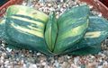 Photo Dutch Wings, Lawyers Tongue Succulent description, characteristics and growing