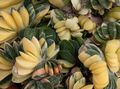 różowy Pokojowe Rośliny Gaster sukulenty, Gasteria zdjęcie, uprawa i opis, charakterystyka i hodowla