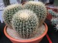 white Indoor Plants Eagles Claw desert cactus, Echinocactus Photo, cultivation and description, characteristics and growing