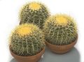 white Indoor Plants Eagles Claw desert cactus, Echinocactus Photo, cultivation and description, characteristics and growing