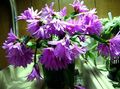 lilac Indoor Plants Easter Cactus, Rhipsalidopsis Photo, cultivation and description, characteristics and growing