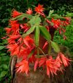 orange Indoor Plants Easter Cactus, Rhipsalidopsis Photo, cultivation and description, characteristics and growing