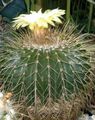 Foto Eriocactus Wüstenkaktus Beschreibung, Merkmale und wächst