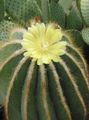 жълт Интериорни растения Eriocactus пустинен кактус снимка, отглеждане и описание, характеристики и култивиране
