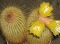 gelb Topfpflanzen Eriocactus wüstenkaktus Foto, Anbau und Beschreibung, Merkmale und wächst