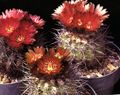 Photo Eriosyce Desert Cactus description, characteristics and growing