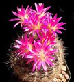 розов Интериорни растения Eriosyce пустинен кактус снимка, отглеждане и описание, характеристики и култивиране