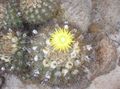 Photo Eriosyce Desert Cactus description, characteristics and growing