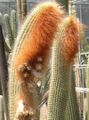 бял Интериорни растения Espostoa, Перуанската Старец Кактус пустинен кактус снимка, отглеждане и описание, характеристики и култивиране