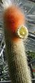 ақ үй өсімдіктер Espostoa кактус шөл Фото, өсіру мен сипаттамасы, сипаттамалары мен өсіп келе жатқан