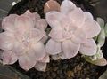 Photo Ghost Plant, Mother-of-Pearl Plant Succulent description, characteristics and growing