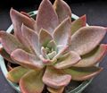 ピンク 屋内植物 ゴースト植物、マザー·オブ·パールの植物 ジューシーな, Graptopetalum フォト, 栽培 と 説明, 特性 と 成長