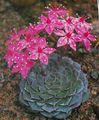 рожевий Кімнатні Рослини Граптопеталум суккулент, Graptopetalum Фото, вирощування і опис, характеристика і зростаючий
