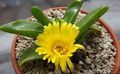 žlutý Pokojové Rostliny Glottiphyllum sukulenty fotografie, kultivace a popis, charakteristiky a pěstování