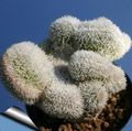 Photo Haageocereus Desert Cactus description, characteristics and growing