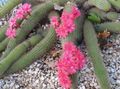 roze Kamerplanten Haageocereus woestijn cactus foto, teelt en beschrijving, karakteristieken en groeiend