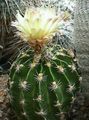 Foto Hamatocactus Wüstenkaktus Beschreibung, Merkmale und wächst
