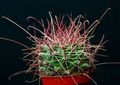 黄 屋内植物 Hamatoサボテン 砂漠のサボテン, Hamatocactus フォト, 栽培 と 説明, 特性 と 成長