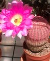 pink Indoor Plants Hedgehog Cactus, Lace Cactus, Rainbow Cactus, Echinocereus Photo, cultivation and description, characteristics and growing