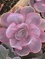 Photo Hens & Chicks, Mexican Snowball Succulent description, characteristics and growing
