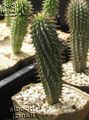 ροζ Εσωτερικά φυτά Hoodia κάκτος της ερήμου φωτογραφία, καλλιέργεια και περιγραφή, χαρακτηριστικά και φυτοκομεία