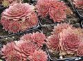 rosa Krukväxter Hus Purjolök suckulenter, Sempervivum Fil, uppodling och beskrivning, egenskaper och odling