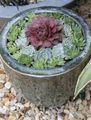 ピンク 屋内植物 家のネギ ジューシーな, Sempervivum フォト, 栽培 と 説明, 特性 と 成長